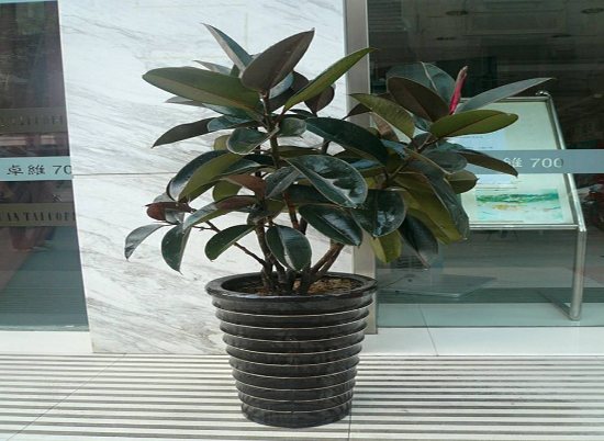 橡皮樹(shù)放在哪里旺風(fēng)水，盤(pán)點(diǎn)四個(gè)最佳位置(客廳/書(shū)房/陽(yáng)臺(tái)/玄關(guān))