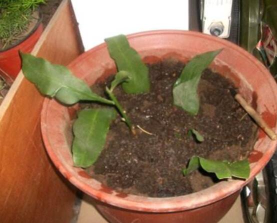 曇花扦插方法圖解，擇兩年生20-30厘米插蕙、扦插土壤深度1/3