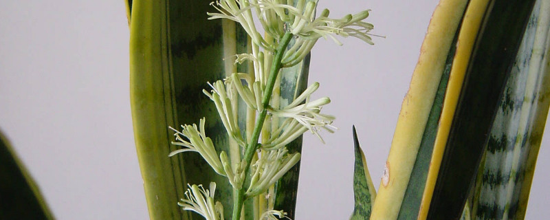 虎皮蘭葉片缺水的信號(hào)