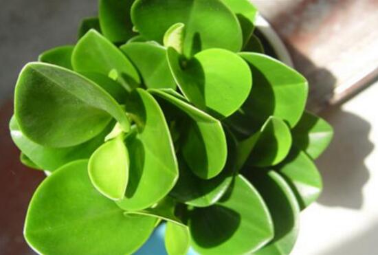 碧玉葉子發(fā)黃怎么辦，教你五步讓它重新恢復(fù)生機(jī)