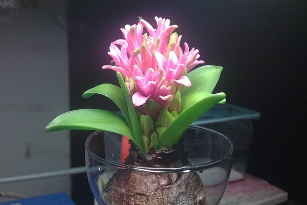 水培風(fēng)信子有毒嗎，有毒要避免接觸皮膚