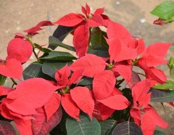 一品紅花語寓意是什么，代表著為你一路降妖除魔