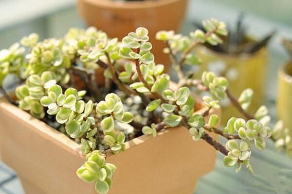 雅樂之舞扦插季節(jié)，春秋兩季繁殖成活率最高