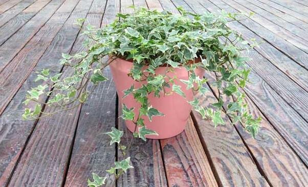 常春藤常見病害及防治，炭疽病和介殼蟲的治療方法