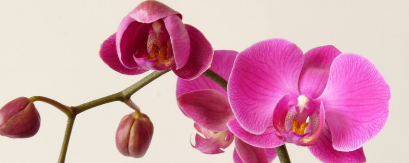 蝴蝶蘭如何過(guò)冬