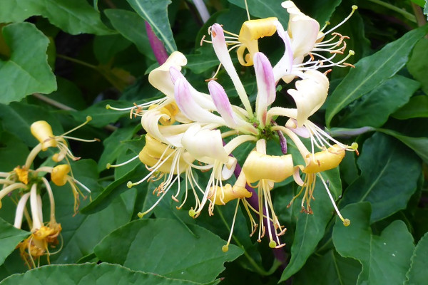 金銀花什么時候移栽存活率高