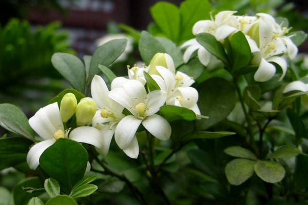 九里香快速粗枝，保證光照、養(yǎng)分充足