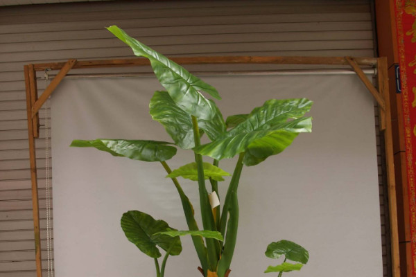 滴水觀音沒(méi)有根能活嗎