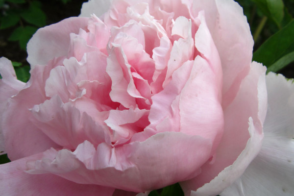 牡丹花爛根怎么補(bǔ)救