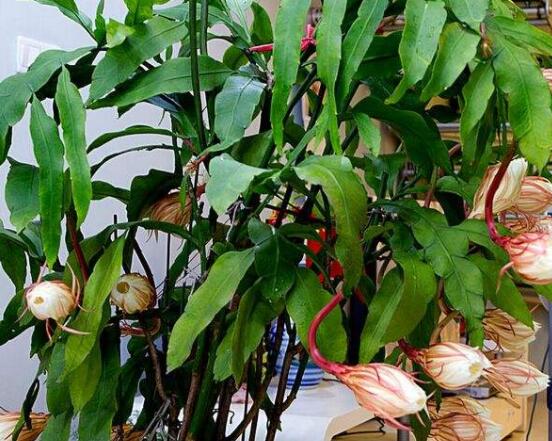 曇花的繁殖方法，盤點最常見的三種繁殖方法(扦插/播種/嫁接)