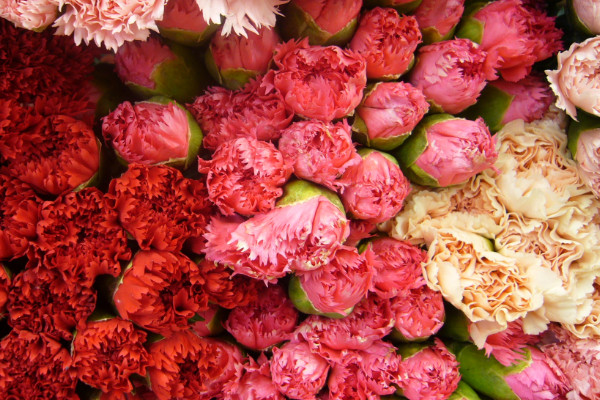 康乃馨冬天怎么過(guò)冬