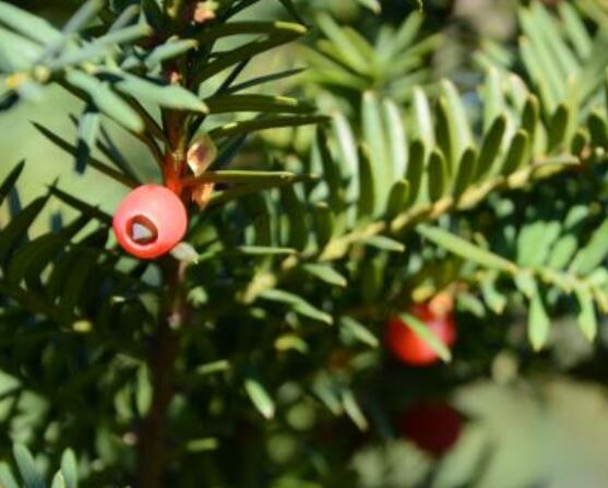 紅豆杉適合擺放在哪里，盤點(diǎn)風(fēng)水最好的五個(gè)位置