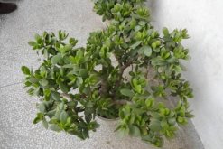 燕子掌可以凈化空氣嗎，凈化效果非常明顯