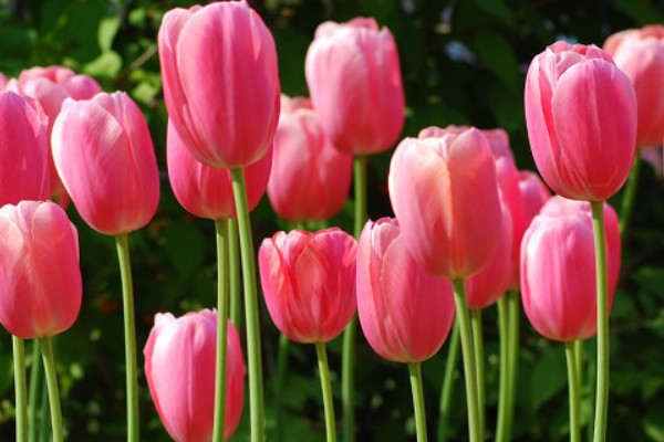 郁金香第二年怎么養(yǎng)