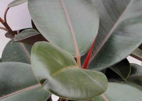 橡皮樹多高怎么去頭，擇理想的高度（生長出芽點）