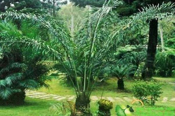 蘇鐵葉子發(fā)黃的原因以及解決方法，多是以下五種原因