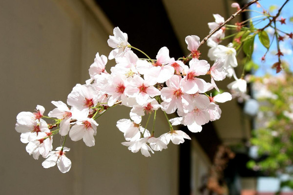 櫻花適合在哪里種植，溫帶或亞熱帶地區(qū)氣候最適宜