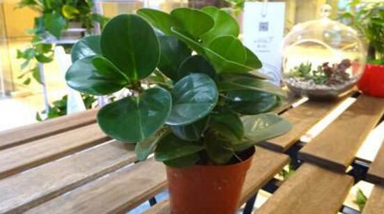 青葉碧玉怎么養(yǎng)，掌握八大核心保證你家的碧玉爆盆綠油油