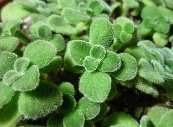 碰碰香扦插方法，教你六點步驟扦插爆盆