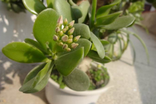 燕子掌葉片可以扦插嗎，4步即可完成燕子掌葉插