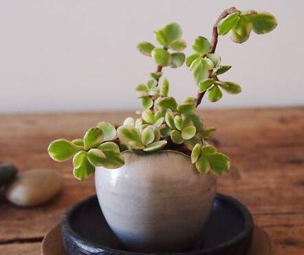 雅樂之舞的寓意，翩翩起舞的優(yōu)美姿態(tài)