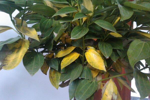 平安樹葉子發(fā)黃掉落，找到原因及時(shí)處理