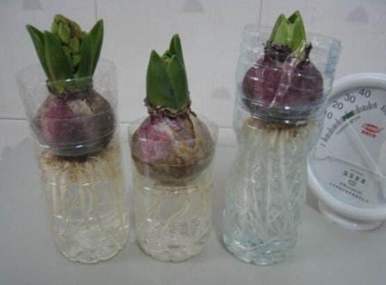 冬天能水培風(fēng)信子么，可以/保持溫暖環(huán)境、注意水溫