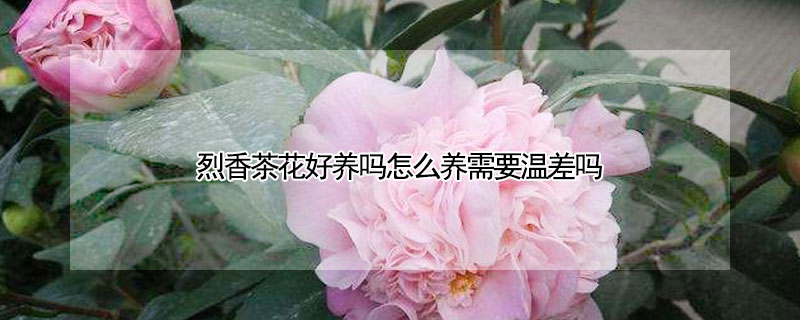 烈香茶花好養(yǎng)嗎怎么養(yǎng)需要溫差嗎