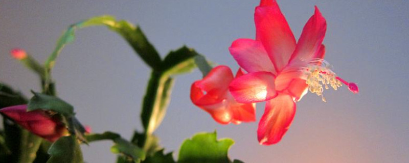 葉仙嫁接蟹爪蘭的養(yǎng)殖方法和注意事項