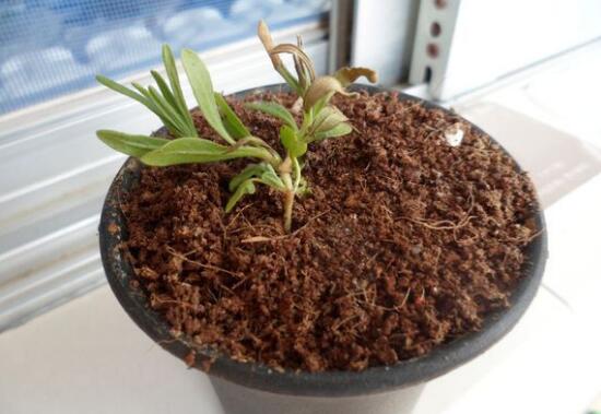 薰衣草葉子干枯怎么辦，教你正確的補(bǔ)救方法