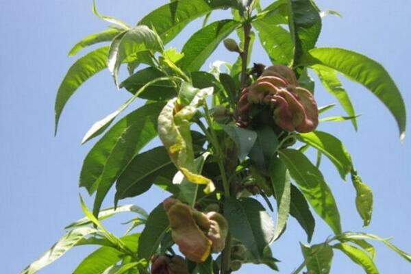 桃花的病害防治，4種常見病害講解