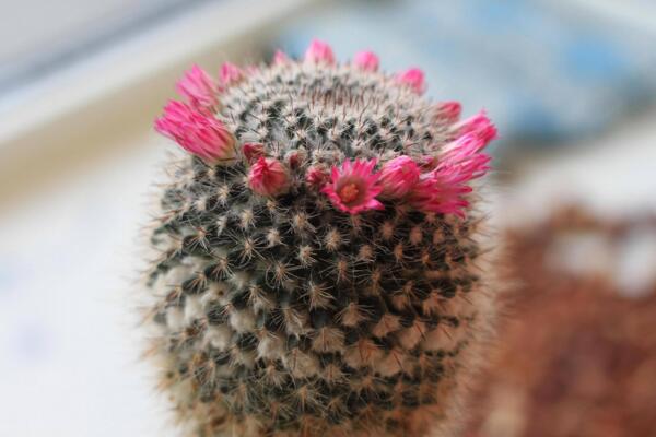 仙人球特點(diǎn)是什么，凈化、裝飾、藥用以及防輻射