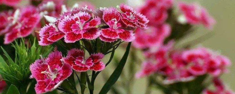 康乃馨的花粉會(huì)過(guò)敏嗎