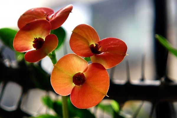 虎刺梅怎么養(yǎng)怎么配土，使用疏松肥沃、通透性較強(qiáng)的土壤