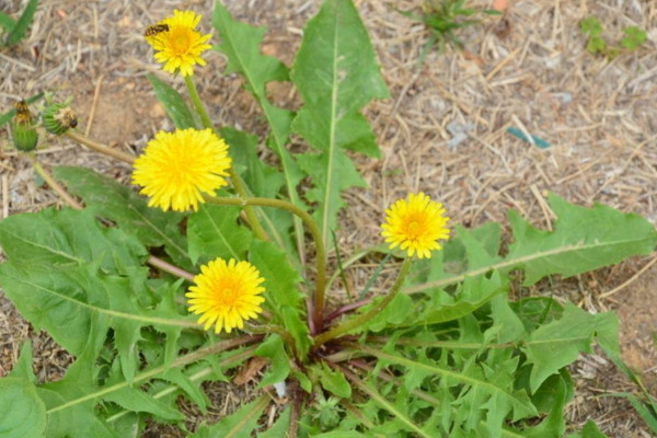 如何種植蒲公英，可以通過(guò)以下4步來(lái)進(jìn)行