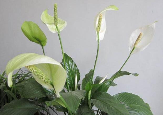 水培一帆風順的養(yǎng)殖方法，水質的要求最重要