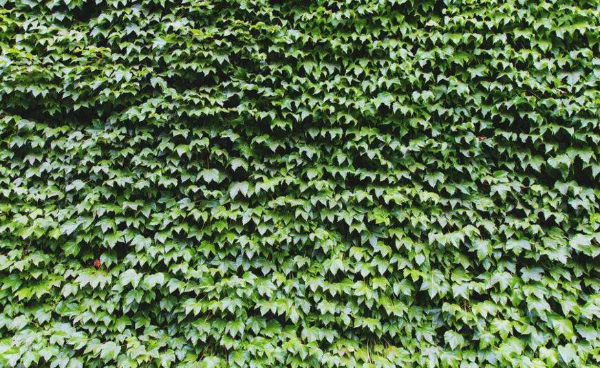 常春藤的作用，綠化環(huán)境凈化空氣