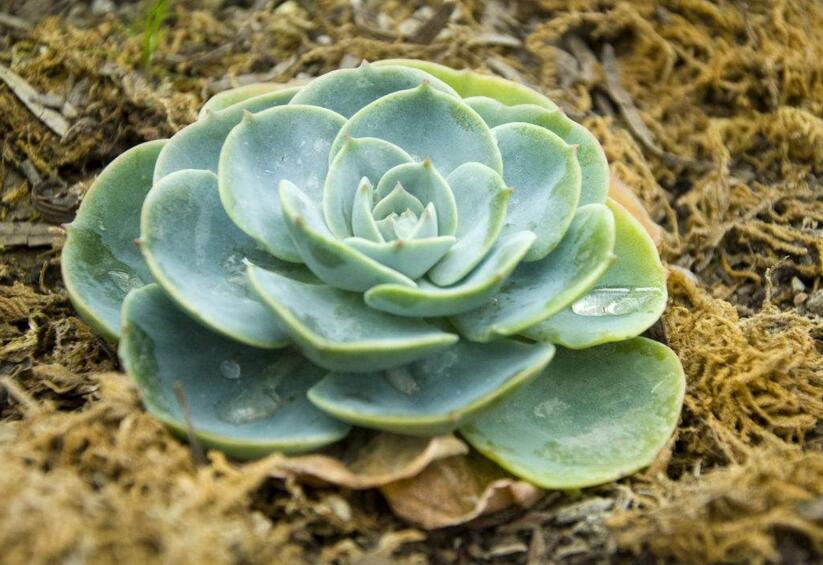 寶石花有毒嗎，無毒且對痛風(fēng)有著很好的治療效果