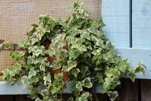 常春藤怎么養(yǎng)護(hù)，日常養(yǎng)護(hù)5大要點(diǎn)