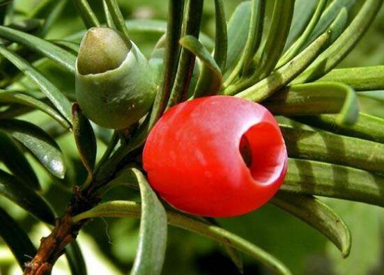 紅豆杉會開花嗎，紅豆杉悉心養(yǎng)護三年能開花結(jié)果