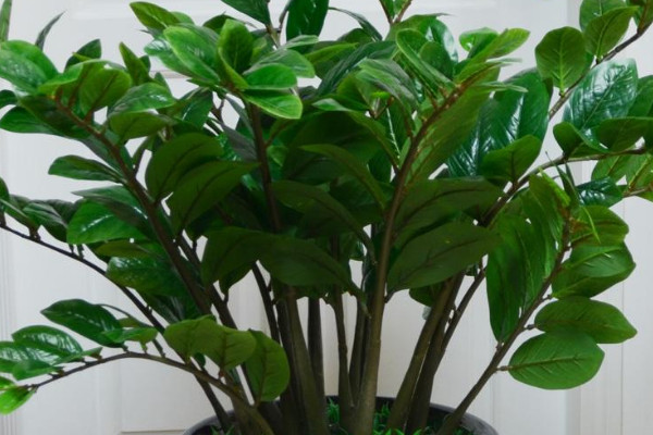 金錢(qián)樹(shù)怎么移植花盆