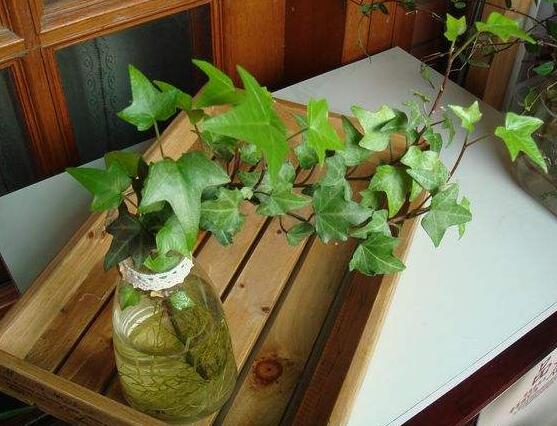 水培常春藤的養(yǎng)殖方法，老農(nóng)總結(jié)的簡(jiǎn)單易學(xué)三部曲