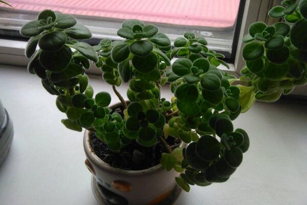 碰碰香幾月份可以扦插，扦插最佳時間在5-10月