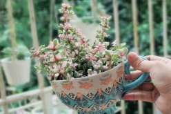 雅樂之舞夏季怎么養(yǎng)，夏季養(yǎng)殖5大要點