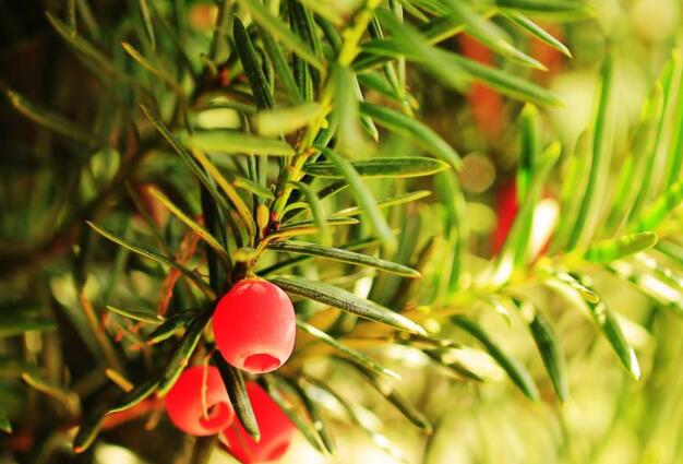 紅豆杉的果實可以吃嗎，不可以直接吃只能這樣吃