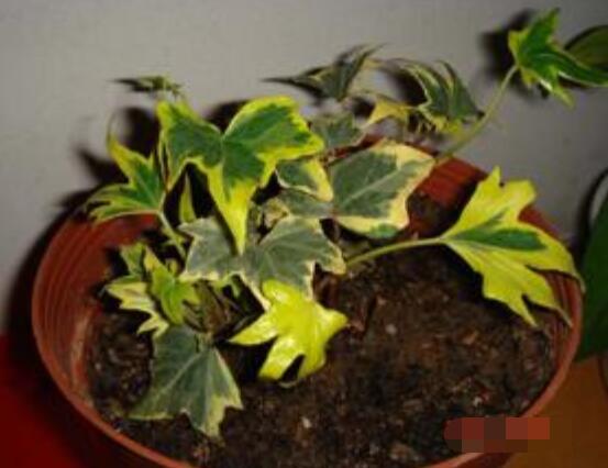 常春藤葉片干枯怎么救，老農(nóng)總結(jié)三種最有效解決辦法