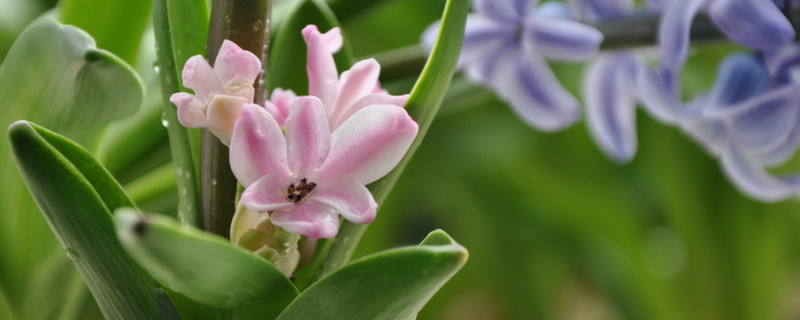 風信子水培怎么養(yǎng)