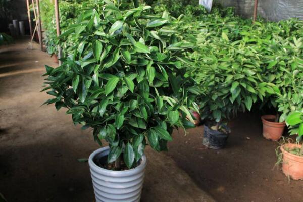 平安樹怎么扦插繁殖，五步教你簡單學(xué)會