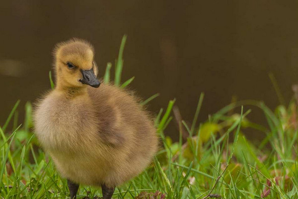 如何控溫養(yǎng)鵝苗