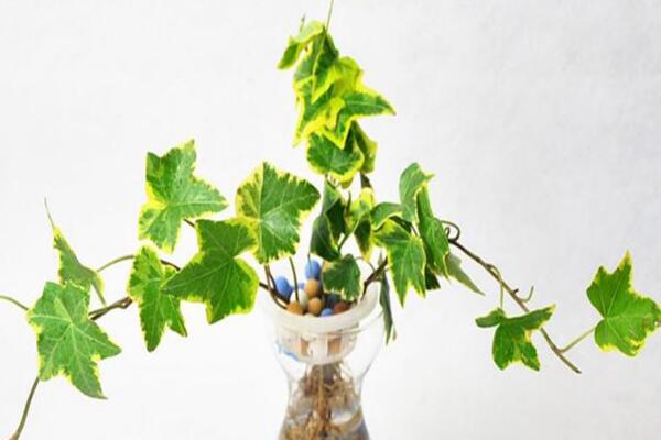 常青藤的養(yǎng)殖方法，養(yǎng)殖常春藤的五個(gè)技巧